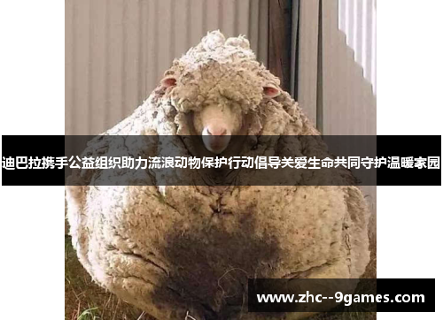 迪巴拉携手公益组织助力流浪动物保护行动倡导关爱生命共同守护温暖家园